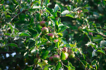 The apples on the tree in summer