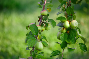 The apples on the tree in summer