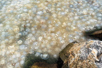 dead jellyfish on the coast of the Sea of Azov