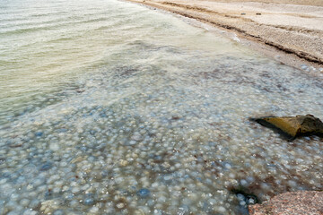 dead jellyfish on the coast of the Sea of Azov