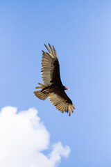 Turkey vulture