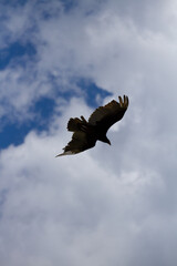 Turkey vulture