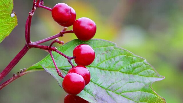 Fruits of Guelder Rose, Viburnum opulus
