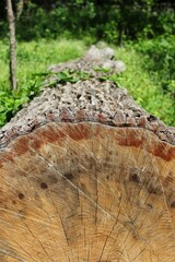 Huge log of a giant felled tree laying in the wild woods.