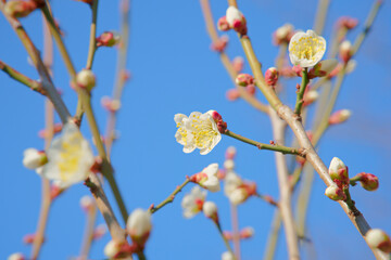 梅の花