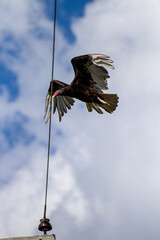 Turkey vulture