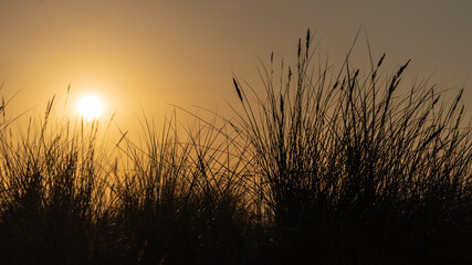 Fototapeta na wymiar Gräser beim Sonnenuntergang
