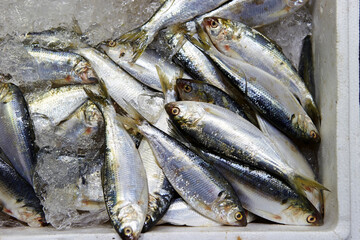 fresh fish on the market