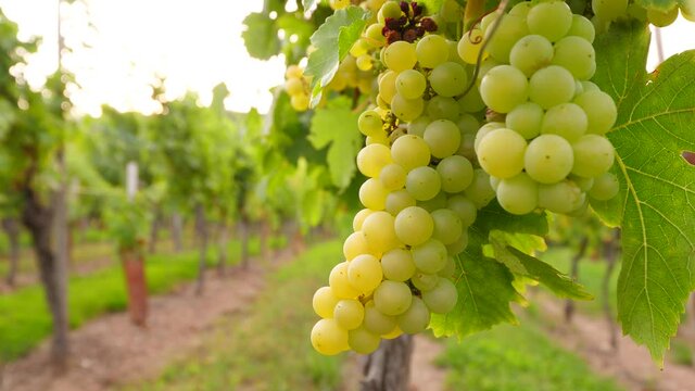 Almost ripe clusters of grapes at vine plant, close up shot at field, blurred background. French wine producing region countryside, famous Alsace vineyards in details