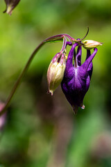 Aquilegia nigricans flower growing in field, close up shoot	