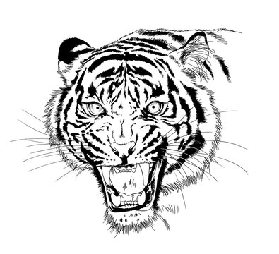 tiger drawn with ink from the hands of a predator tattoo