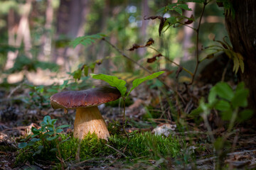 big cep mushroom grow in moss forest