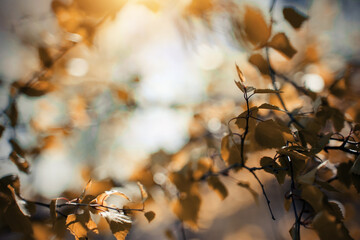 The branches of the birch in autumn yellow leaves