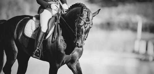 Equestrian sport. Dressage of horses in the arena.