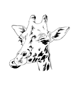 big giraffe drawn by liner, herbivore of Africa with a long neck, funny face, sketch