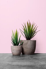 Two aloe plants in grey stone pots on a concrete surface against a pink wall with copy space with a right side composition
