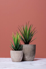 Two aloe plants in grey stone pots on a marble surface against a brown wall with copy space with a vertical orientation and a bottom composition