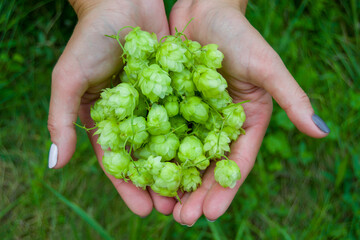 Naklejka na ściany i meble cones of fresh hops lie in women's hands. raw materials for the manufacture of bread and beer