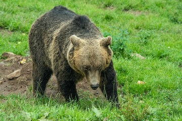 Europäischer Braunbär in einem weitläufigen naturnahen Gehege der Auffangstation (Bärenpark) für misshandelte Bären, Wölfe und Luchse bei Bad Rippoldsau-Schapbach, Baden-Württemberg, Deutschland