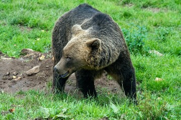 Eropäischer Braunbär in einem weitläufigen naturnahen Gehege der Auffangstation (Bärenpark)...