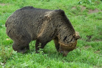 Europäischer Braunbär in einem weitläufigen naturnahen Gehege der Auffangstation (Bärenpark)...