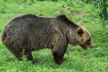 Europäischer Braunbär in einem weitläufigen naturnahen Gehege der Auffangstation (Bärenpark)...