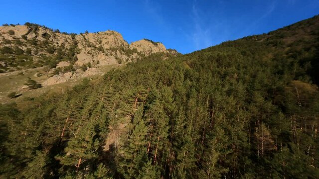 Aerial fpv sport drone view flying over cinematic wild rocky landscape climbing to mountain peak covered by dense trees. Movement at nature environment forest hilly terrain with running chamois