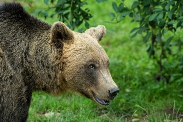 Portrait eines europäischen Braunbären in einem weitläufigen naturnahen Gehege der...