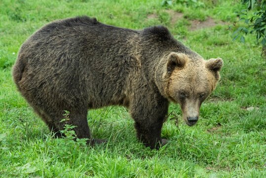Erop&auml;ischer Braunb&auml;r in einem weitl&auml;ufigen naturnahen Gehege der Auffangstation (B&auml;renpark) f&uuml;r misshandelte B&auml;ren, W&ouml;lfe und Luchse bei Bad Rippoldsau-Schapbach, Baden-W&uuml;rttemberg, Deutschland