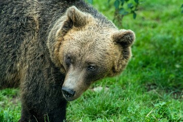 Portrait eines europäischen Braunbären in einem weitläufigen naturnahen Gehege der...