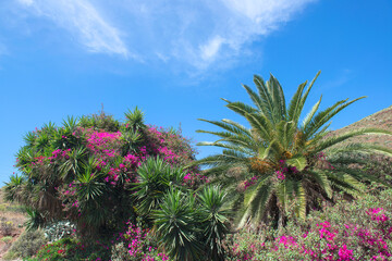 Fototapeta na wymiar Palms and mountain world of Gran Canary, Spain