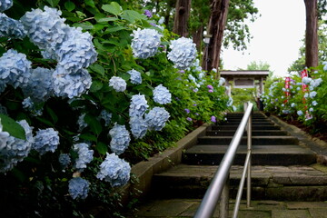 紫陽花の咲く寺