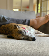 Cozy domestic scene with a whippet sleeping on a sofa with it’s owner’s legs behind 