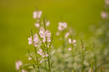 Tiny flowers with creamy green background