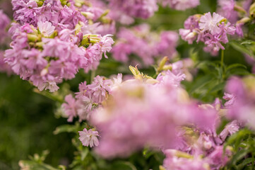 Lavender flower with blurry bokeh background
