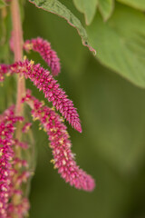 Love lies bleeding amaranthus with creamy green background bokeh
