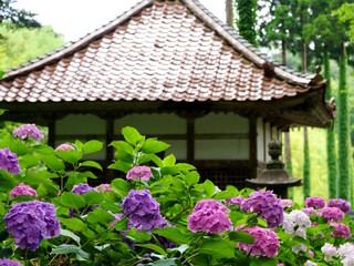 Fototapeta na wymiar 紫陽花の咲く寺