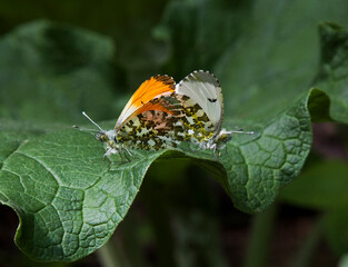 Schmetterlinge auf einem Blatt