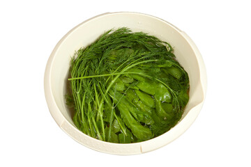  cress and dill in the bucket