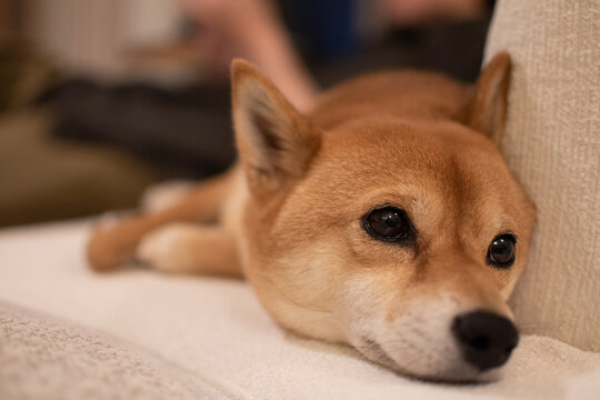 puppy sleeping