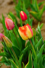 Red and yellow tulip flowers growing in the spring garden