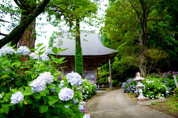 紫陽花の咲く寺
