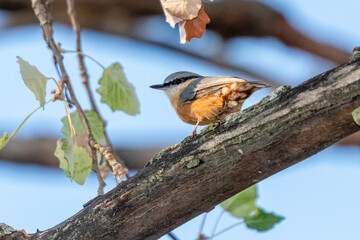 Eurasian Nuthatch perched on a tree branch