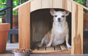 funny fat brown short hair chihuahua dog sitting  in  wooden doghouse  with dog food bowl, looking at camera.