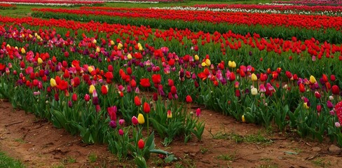 View of a colorful tulip field with flowers in bloom in Cream Ridge, Upper Freehold, New Jersey, United States