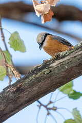Eurasian Nuthatch perched on a tree branch
