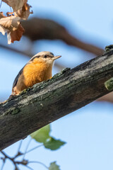 Eurasian Nuthatch perched on a tree branch