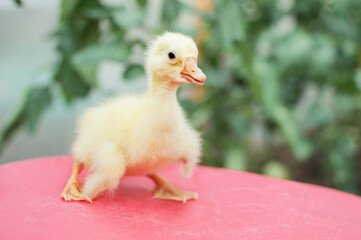 little duck on the farm