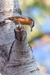 Eurasian Nuthatch perched on a tree branch