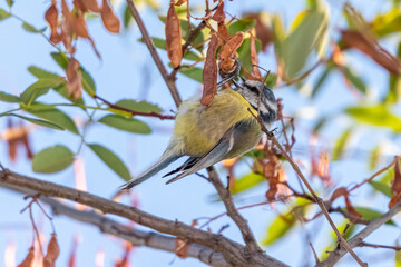 blue tit perched on a tree branch